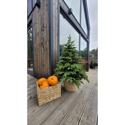 Choinka sztuczna Jodła szlachetna jak żywa  PE w donicy